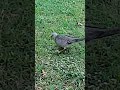 Dove #bird #dove #shorts