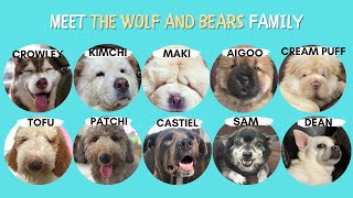 THE WOLF AND BEARS FAMILY 2022 by The Wolf and Bears 174 views 2 years ago 4 minutes, 37 seconds