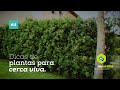 Dicas de plantas para cerca viva - Muros Verdes