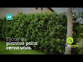 Dicas de plantas para cerca viva #11