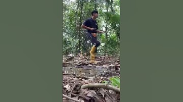 how hunters avoid camera traps #wildlife #explore #expedition #forest #fypシ #nature #fyp