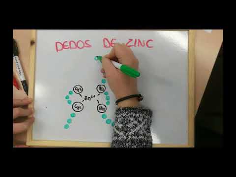 Vídeo: Detectando Al Enemigo Dentro: Silenciamiento Dirigido De ADN Extraño En Genomas De Mamíferos Por La Familia De Proteínas De Dedos De Zinc De Caja Asociada A Krüppel