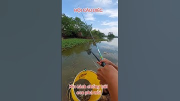 Gặp đàn trôi #hoicaudiec #cauca