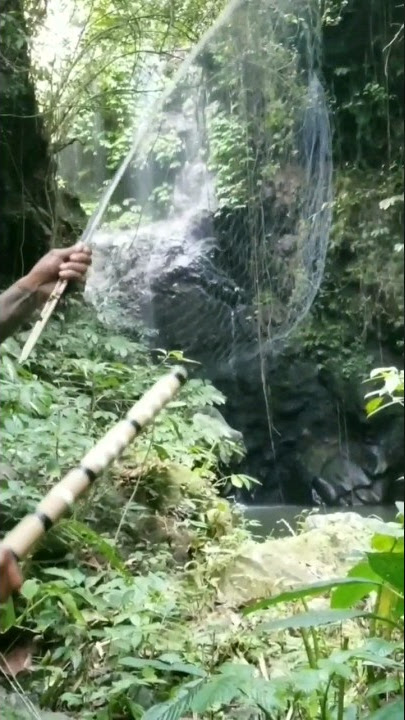 pasang jaring berburu kelelawar #viral #shorts
