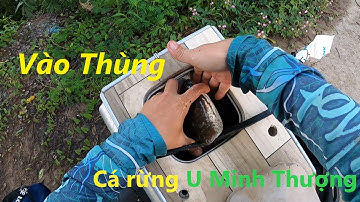 Cá lóc đen rừng U Minh Thượng | Săn Hugo cá lóc đen U Minh Thượng (Tập 26) | #Doantuananh151