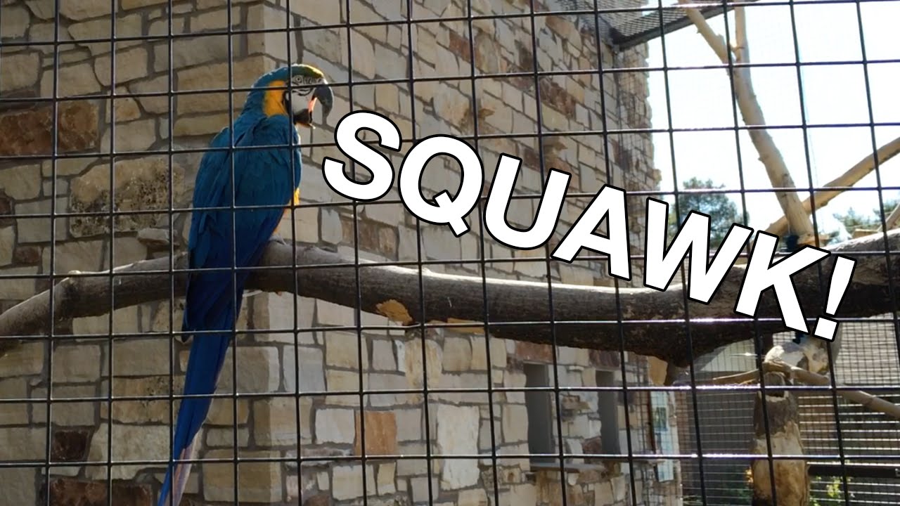 Loud Macaws at the Tracy Aviary