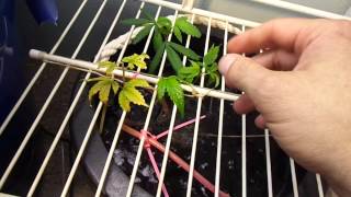 WATER ONLY CLONING - 3+ YRS OF 100% SUCCESS - FINAL THOUGHT #TEAMIRISHYARDIES.MP4