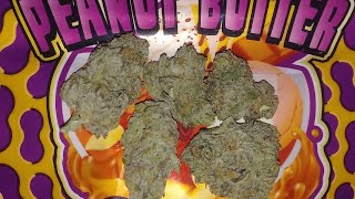Peanut Butter Gelato #4 | WEED REVIEW | DeTraprio