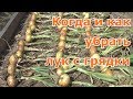 Когда и как убирать репчатый лук с грядки чтобы дольше, хорошо хранился зимой. Советы по уборке лука