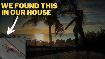 💥SPIDER ALERT! 💥 DONT WATCH THIS IF YOU HATE SPIDERS!