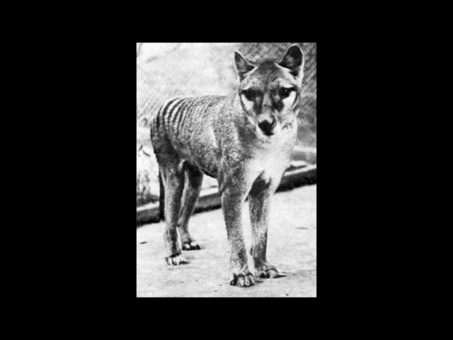 Old Thylacine/Tasmanian tiger Report, Gippsland Victoria class=