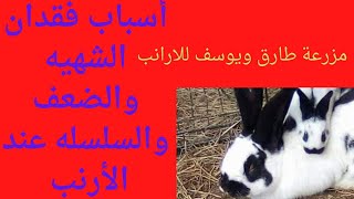 أسباب فقدان الشهيه والضعف والسلسله عند الأرنب وايه الحل حلقه (43)2021
