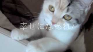 魔法をかける猫　Scottsh Fold Kitten by hirono818 563 views 12 years ago 58 seconds