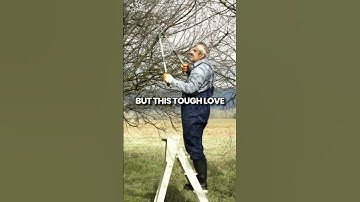 Grape Vine Pruning #GrapeVinePruning #GardeningTips #FruitGarden #HomeGardening #PlantCare #Shorts