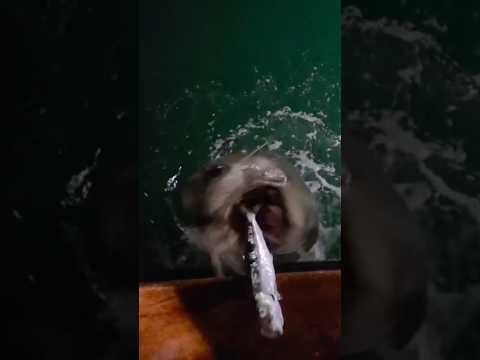 Thumbnail for the video “Captain Marc Sonoda Feeds Fat Sea Lion Sardines on the Amigo 🦭🎣🔥”