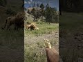 Survival Skill in Red Dead Redemption 2 P 1418 #gameplay #gaming #shorts