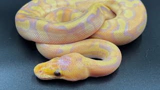 Famous PATTERN ON A CHAMPAGNE!?!? Champagne Project Revived Net Worth