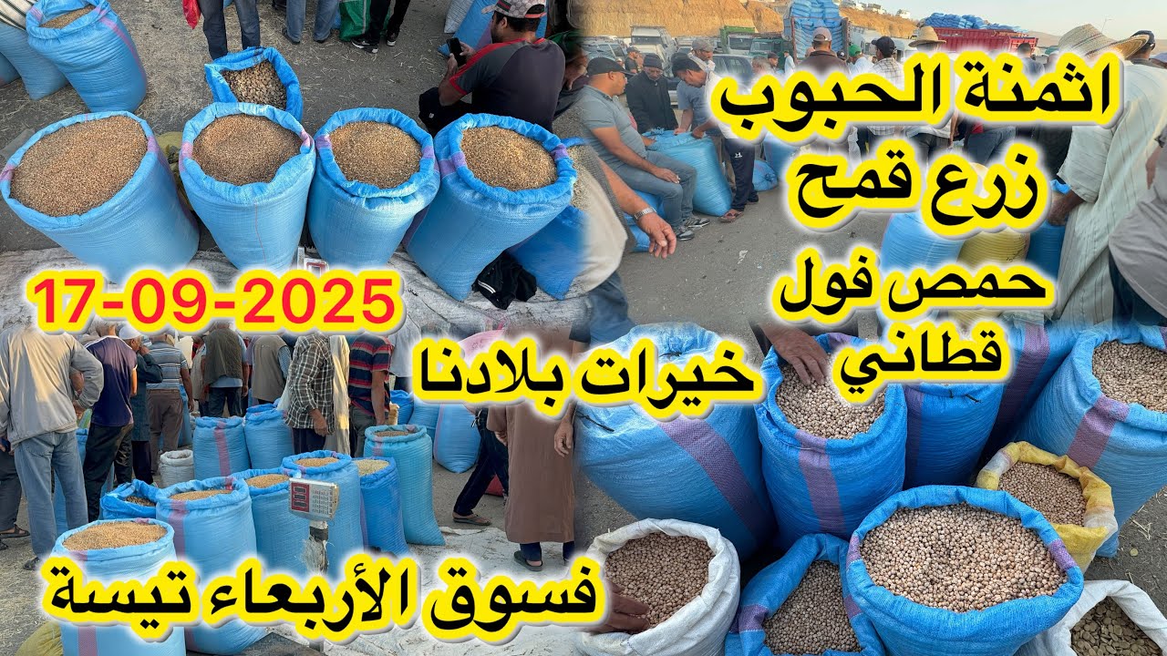 اثمنة الحبوب زرع قمح الشعير حمص فول قطاني فسوق اربعاء  تيسة اقليم تاونات 17/09/2025