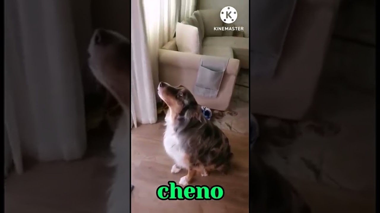 #cheno