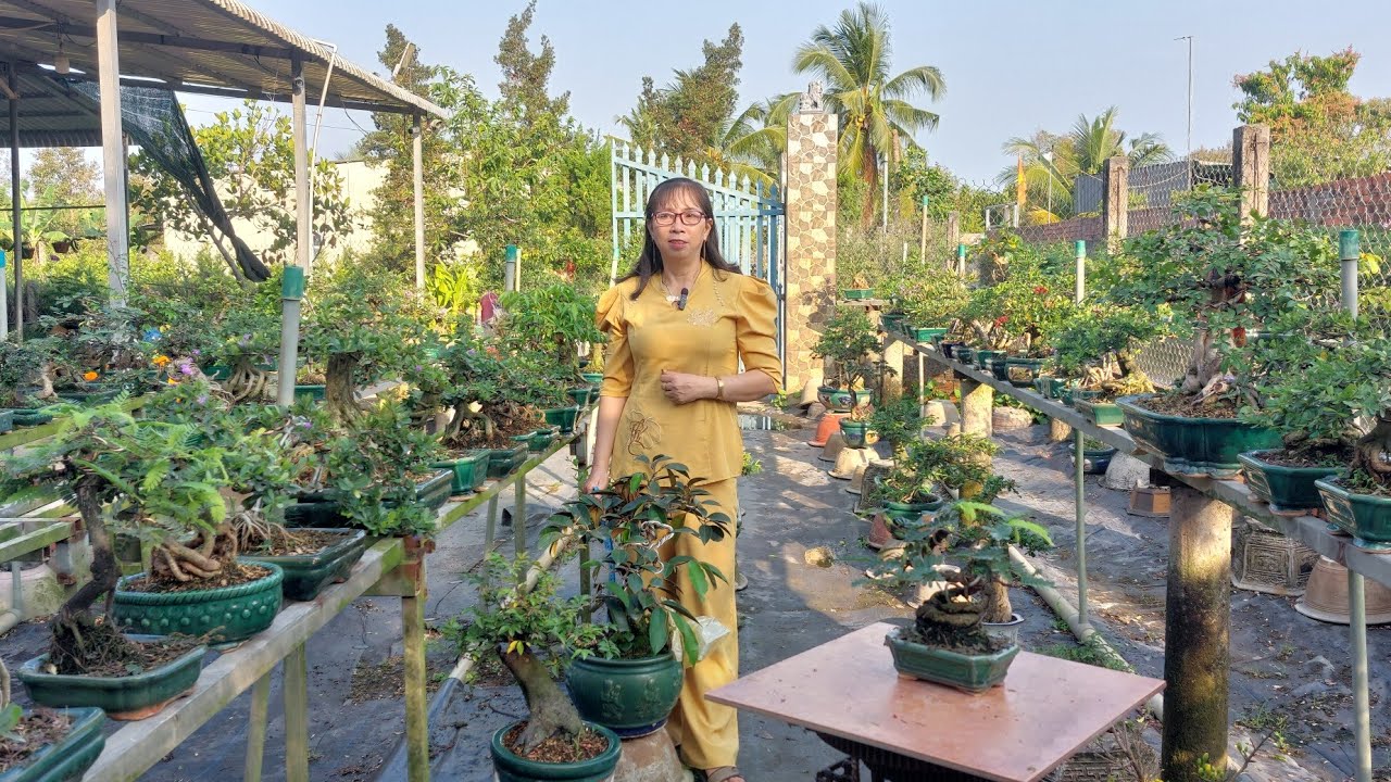 Bonsai giá rẻ LH.ZALO/0336875979/17/02