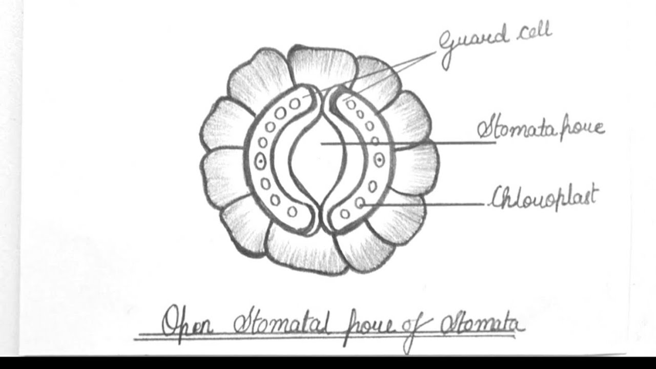 How To Draw Stomata || Stomata Diagram || Draw A Neat Labeled ...