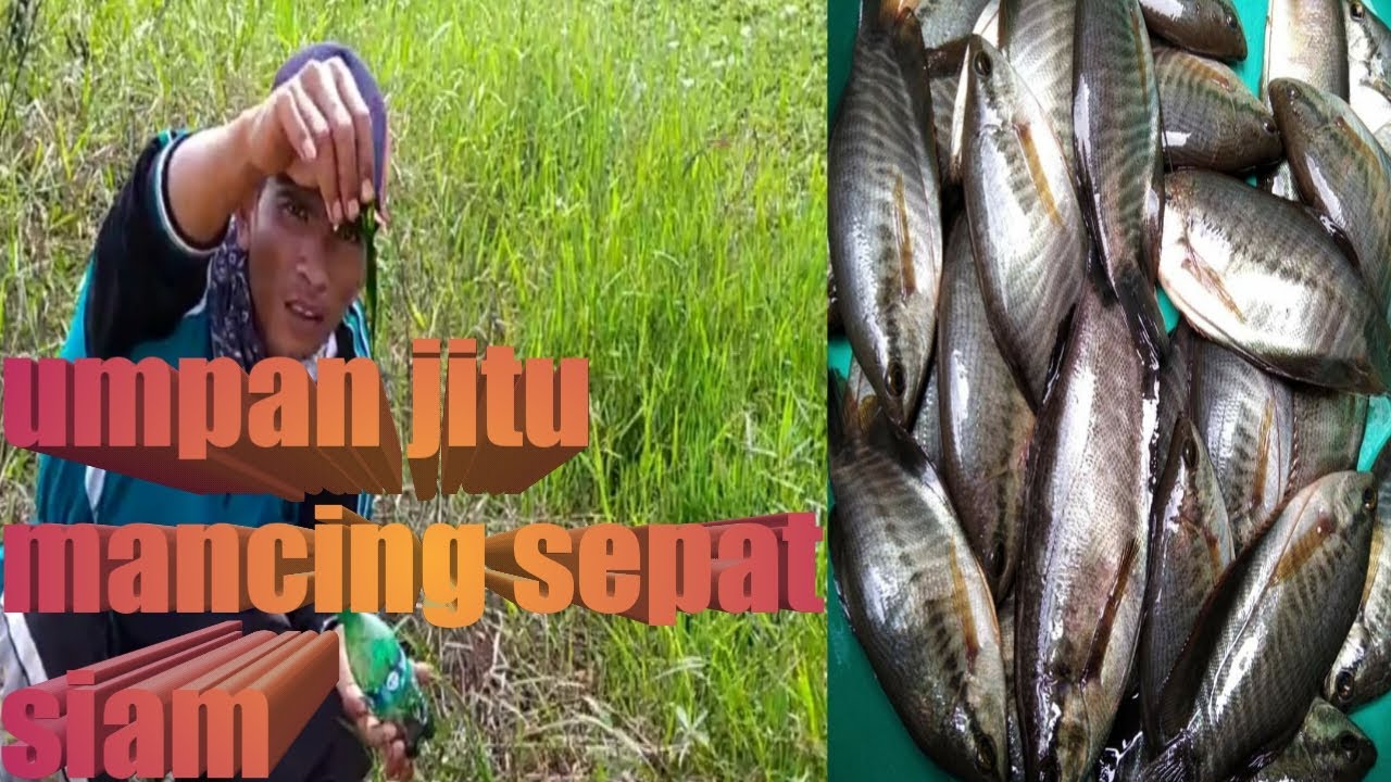 umpan jitu_mancing ikan sepat siam