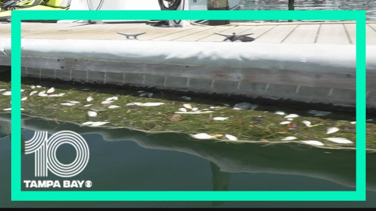 Red tide causes local fishing guides to cancel charters