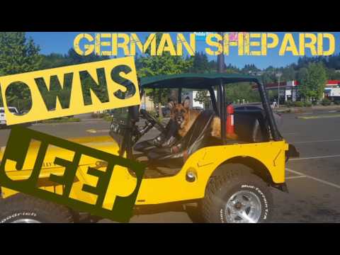 dog-owns-jeep--german-shepherd