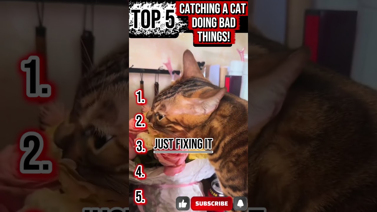 Top 5 Cats Caught Doing Bad Things! 😂🐱 #Shorts #cat #pets