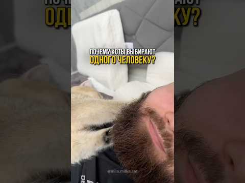 Почему коты выбирают одного человека? 🐱❤️🔗