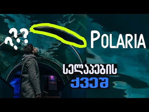 შეხვედრა არქტიკულ სელაპებთან