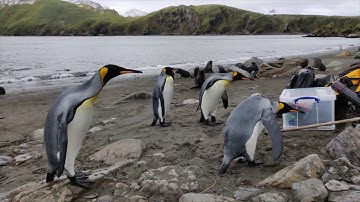 South Georgia, from Air, Land and Sea