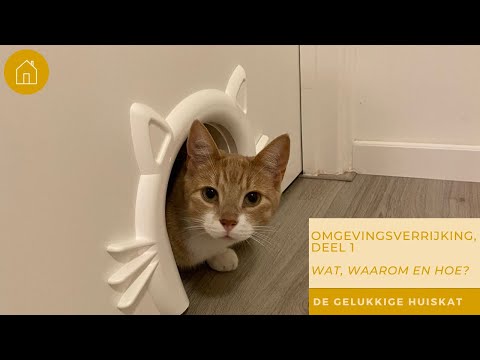 Video: 5 kattenproducten die we eigenlijk in ons huis willen hebben