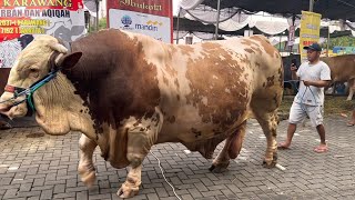 SAPI TERBESAR AKHIRNYA MENDARAT DI LOKASI KONTES KEMAYORAN‼