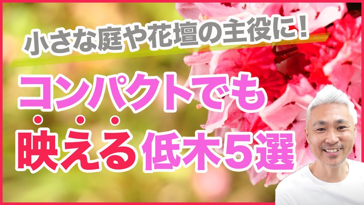 小さな庭や花壇の主役に！コンパクトでも映える低木5選 - YouTube