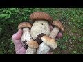 Утром за Белыми Грибами июль 2019 Беларусь Mushrooms Boletus Edulis