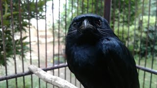 Download Lagu Suara Kucingnya Bikin Bosen 😁... SRIGUNTING HITAM GACOR ISIAN KUCING MP3