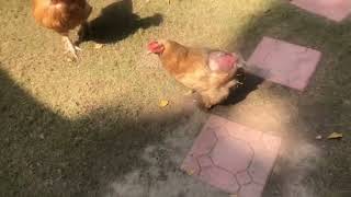 Chicken Tv Got Nothing
