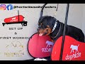 DOG PACER LF 3.1 - ROTTWEILER TRAINING