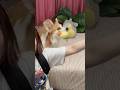 Boom Shakalaka🐥💥 #コーギーのいる暮らし #tiktoktrend #corgilife