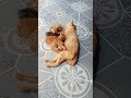 đàn mèo con dễ thương #animals #cat #giadinh #thucung#vatnuoi#danmeo#nongthon#meocon