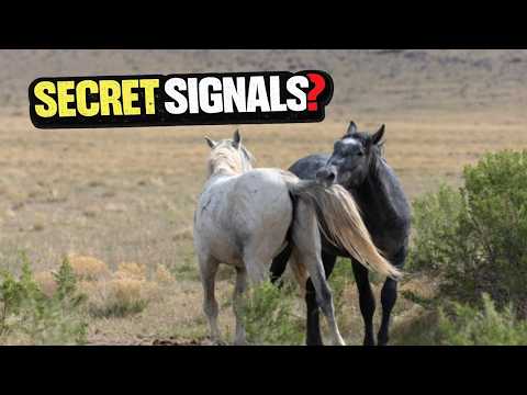 The Hidden Rules of Wild Mustang Horse Attraction