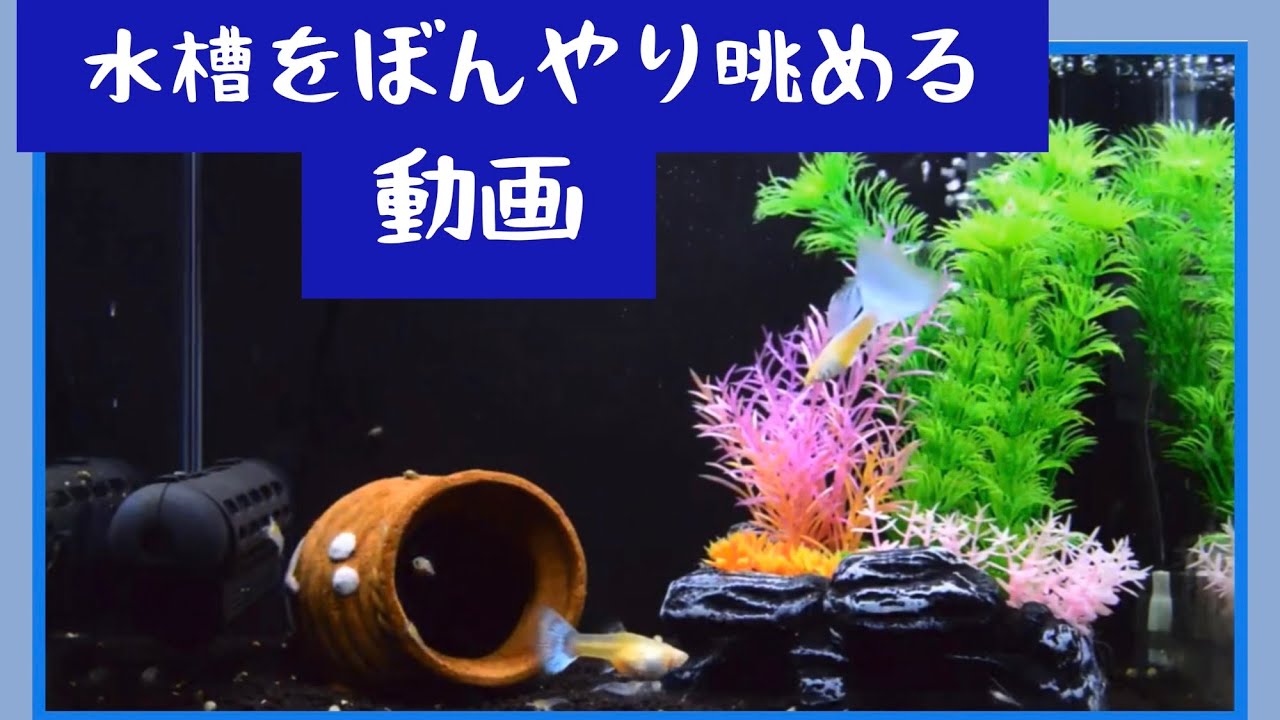 水槽 熱帯魚水槽の苔トリ 激落ちくん Youtube