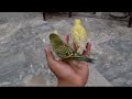 Australian budgries parrots first step freefly training | budgries parrots hand taming