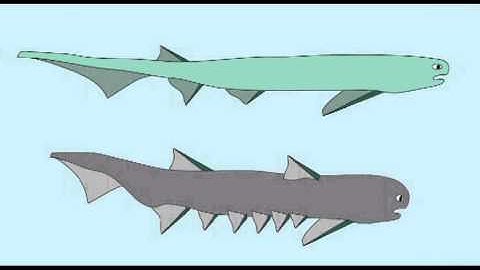 PL1: FOSSIL JAWED FISH: ACANTHODIANS
