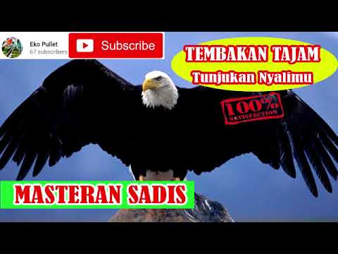 MASTERAN MURAI BATU SADIS SUARA ELANG (Link Mp3 by request)