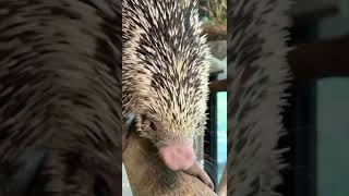 Rico Getting a Good Stretch - Cincinnati Zoo #shorts