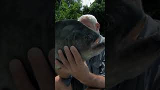 Catching a Dangerous Piranha | River Monsters | Animal Planet