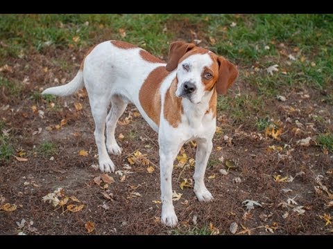 boxer beagle mix puppy