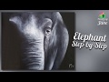 Elephant - Step by Step Painting on Canvas for Beginners